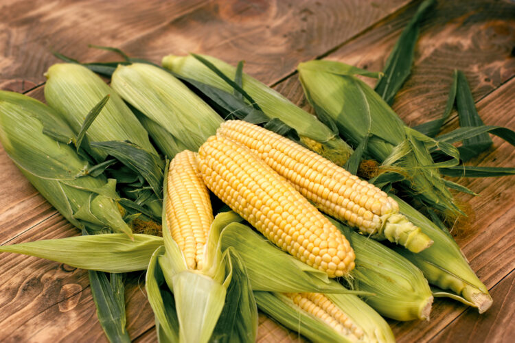 Saving Seeds from Sweet Corn